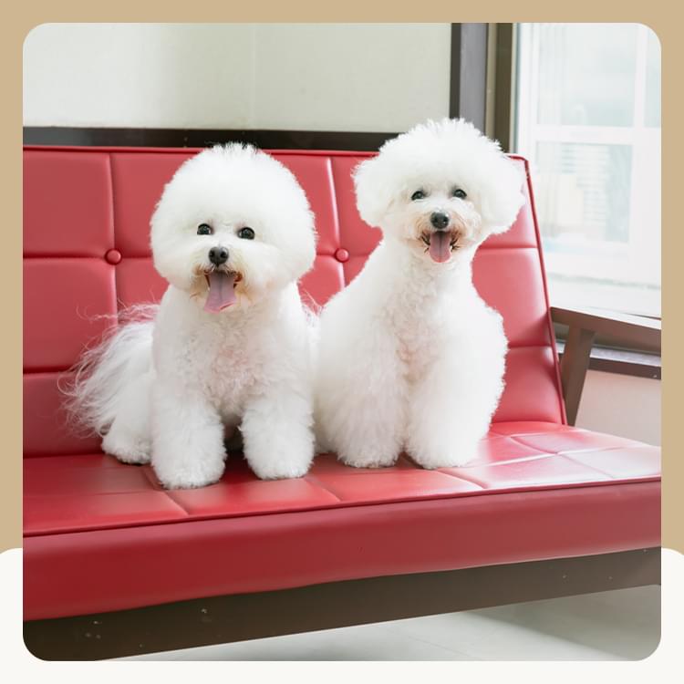 Dog salon CROWN